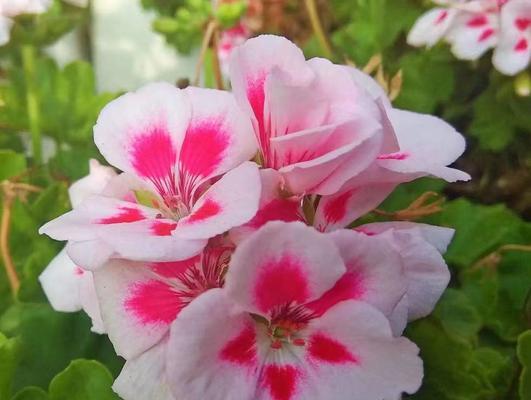 居家养花指南（探寻屋内适合养的各种花卉，为生活增添美好色彩）