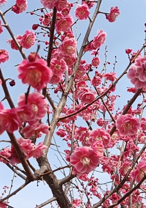 梅花喜欢生长在什么样的环境下？（探究梅花喜欢的土壤、气候、光照等环境条件）