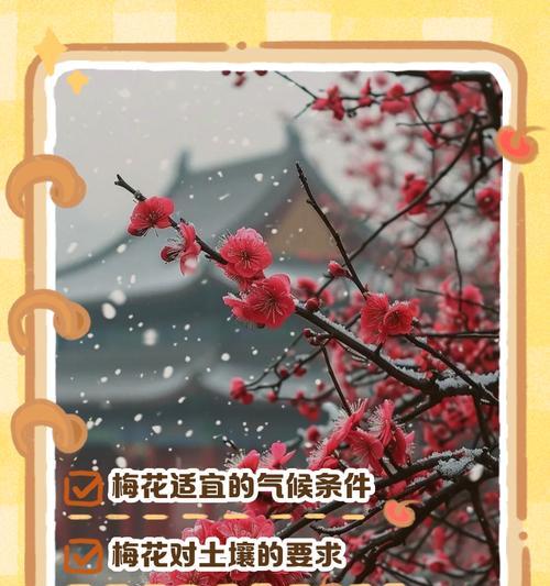 梅花喜欢生长在什么样的环境下？（探究梅花喜欢的土壤、气候、光照等环境条件）
