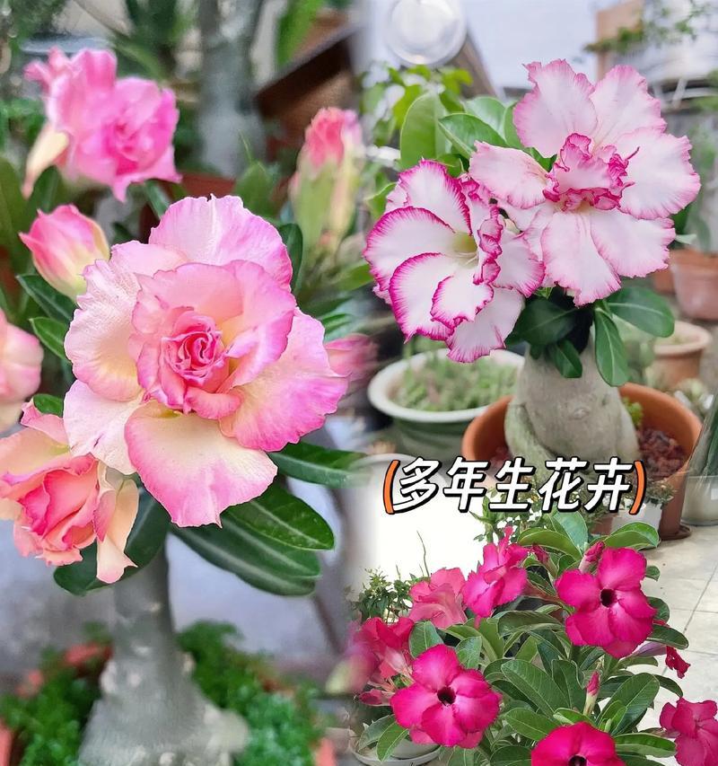 玫瑰北方种植指南（适合寒冷气候的玫瑰品种及栽培技巧）