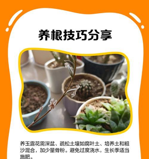 玉露老桩养殖全攻略（从选桩到养护，一步步教你打造好的养殖环境）