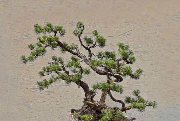 松树盆景的种植与养护（以配土方法和种植土壤为重点，打造健康、美丽的松树盆景）