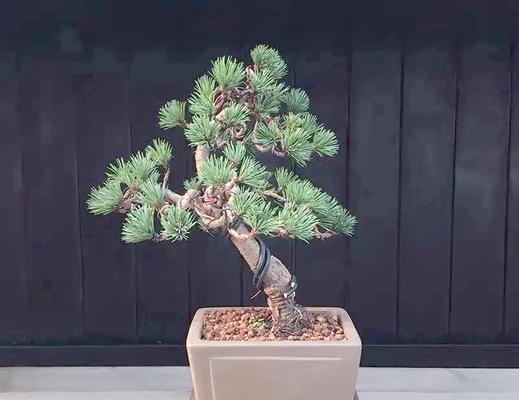 松树盆景的种植与养护（以配土方法和种植土壤为重点，打造健康、美丽的松树盆景）