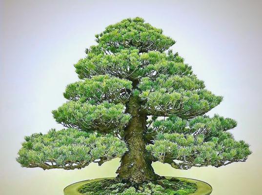 松树盆景的种植与养护（以配土方法和种植土壤为重点，打造健康、美丽的松树盆景）
