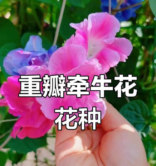 牵牛花的开花频率（探究牵牛花一年开几次花及其生长特性）