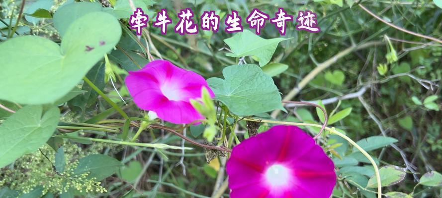 牵牛花的开花频率（探究牵牛花一年开几次花及其生长特性）