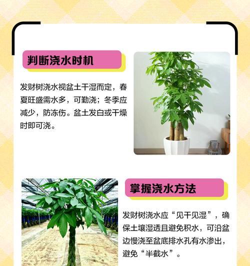 大发财树怎样浇水更好？（大发财树浇水的频率和注意事项）