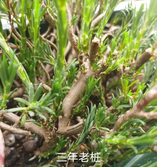 如何解决向日葵不开花问题（打造适宜生长环境提高开花率）