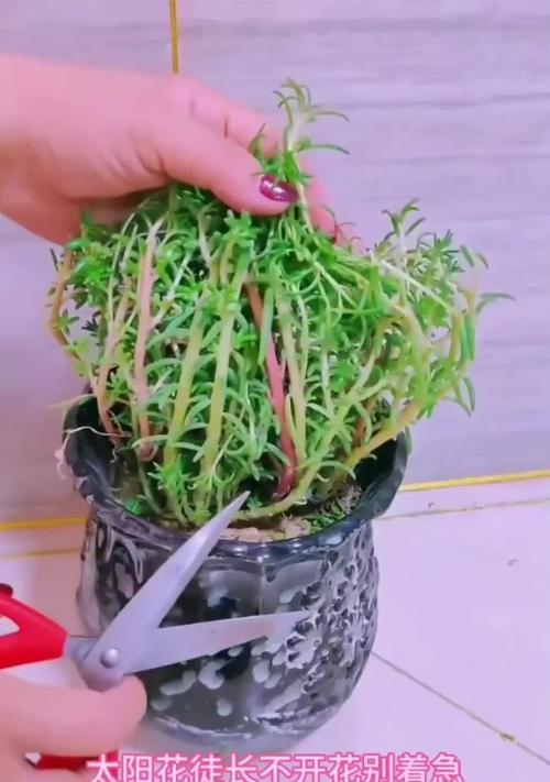 如何解决向日葵不开花问题（打造适宜生长环境提高开花率）
