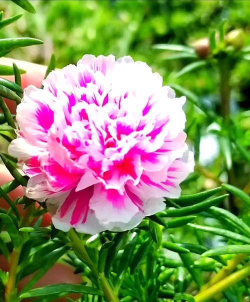 如何解决向日葵不开花问题（打造适宜生长环境提高开花率）