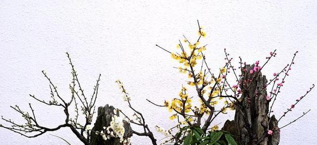 梅花开花时间及知识全解析（探究梅花的花期、品种、含义、栽培等相关知识）
