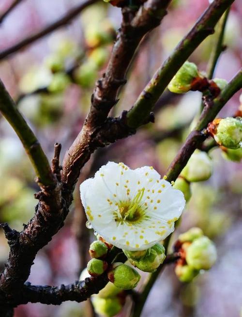 梅花开花时间及知识全解析（探究梅花的花期、品种、含义、栽培等相关知识）