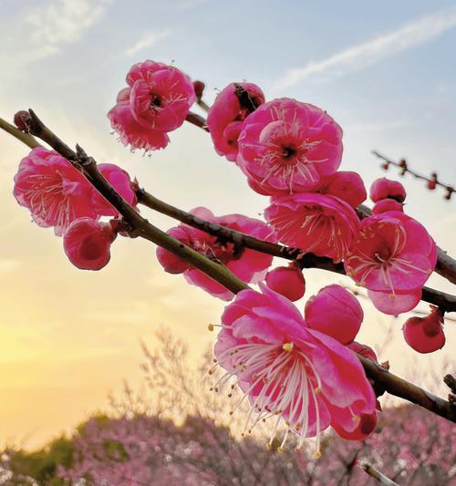 梅花开花时间及知识全解析（探究梅花的花期、品种、含义、栽培等相关知识）