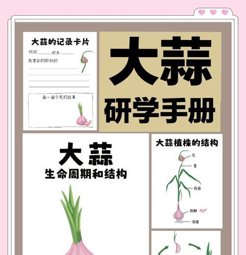 大蒜的生长周期及生长速度剖析（大蒜生长周期长短与生长速度）