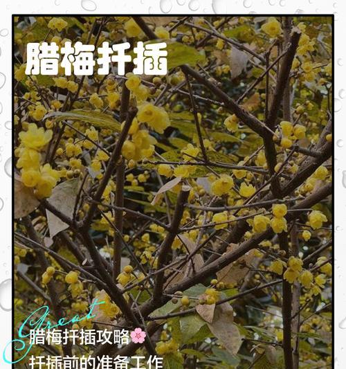盆栽腊梅的上盆时间与养护方法（打造精致家居，让腊梅成为点缀的明星植物）