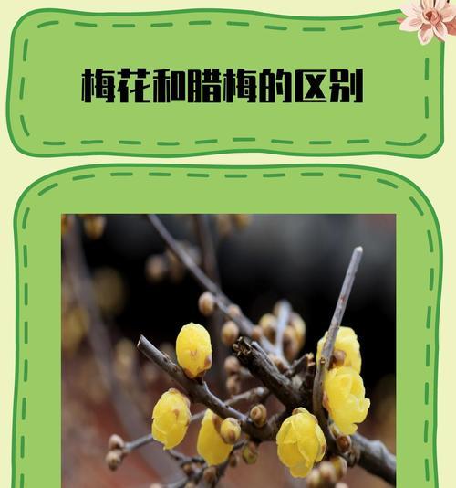 盆栽腊梅的上盆时间与养护方法（打造精致家居，让腊梅成为点缀的明星植物）