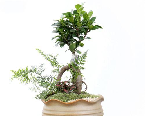 选择合适的扁花盆，让花儿生长更美丽