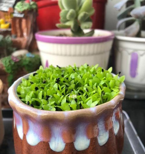 火龙果盆栽如何开花结果？