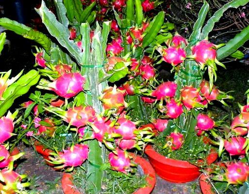 火龙果盆栽如何开花结果？