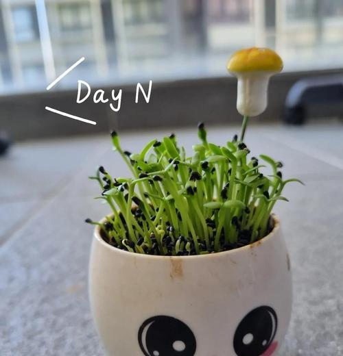 火龙果盆栽如何开花结果？