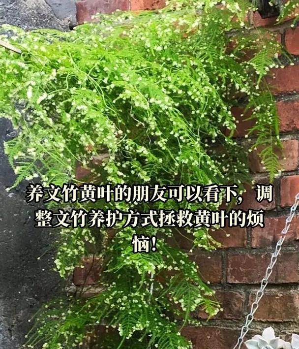 文竹能开花吗？养护技巧让你轻松驾驭（文竹开花时间表、养护指南、花期观察等你来了解）