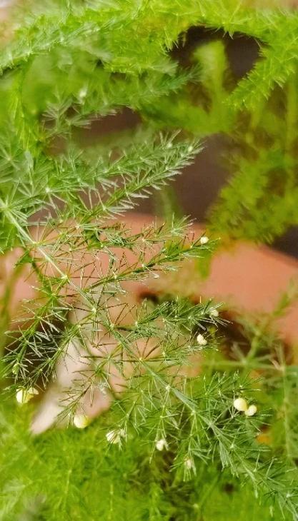 文竹能开花吗？养护技巧让你轻松驾驭（文竹开花时间表、养护指南、花期观察等你来了解）