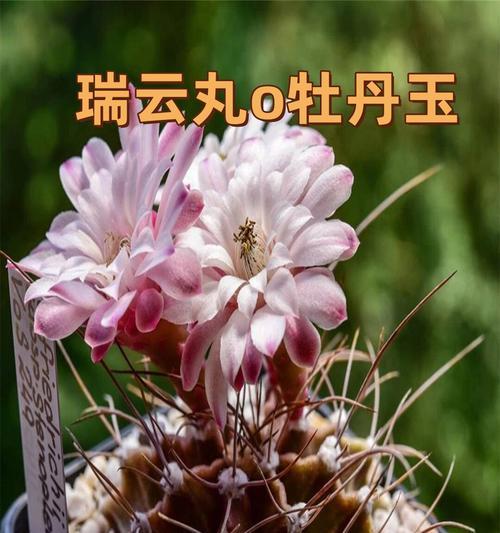 仙人掌的栽种和养护技巧（有叶无根仙人掌是否能存活？如何让它活得更健康？）