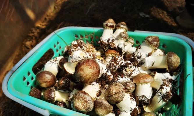 大球盖菇种植全攻略（几月份种植最合适？如何收获丰收？）