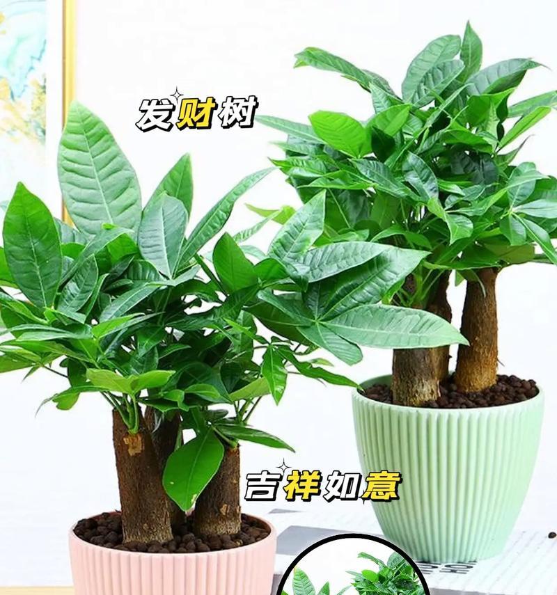 如何选择适合发财树的盆（发财树盆的大小、材质和形状有什么讲究）