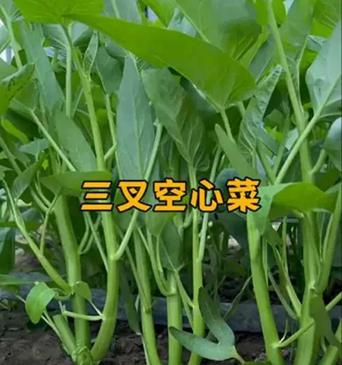 空心菜的冬季养护方法（为避免冻死，该注意哪些方面？）