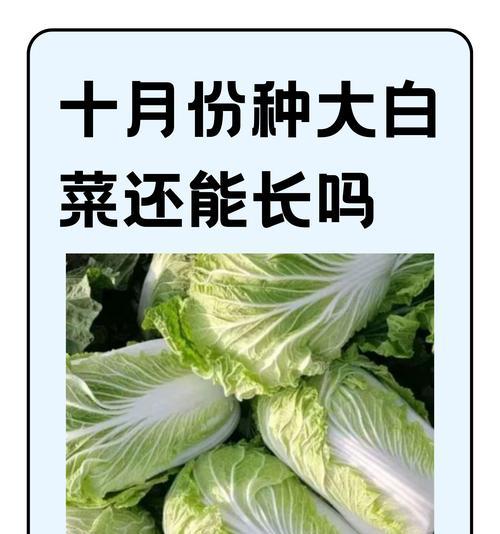 大白菜最佳播种时间及栽培技巧（从种子选择到收获全程指南，让你轻松种出健康美味的大白菜）