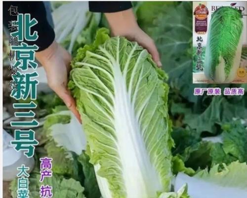 大白菜最佳播种时间及栽培技巧（从种子选择到收获全程指南，让你轻松种出健康美味的大白菜）