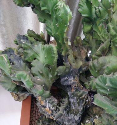 如何拯救瑞香根烂的情况？（教你5种方法防止瑞香根烂，让它重新焕发生机）