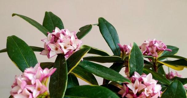 如何拯救瑞香根烂的情况？（教你5种方法防止瑞香根烂，让它重新焕发生机）