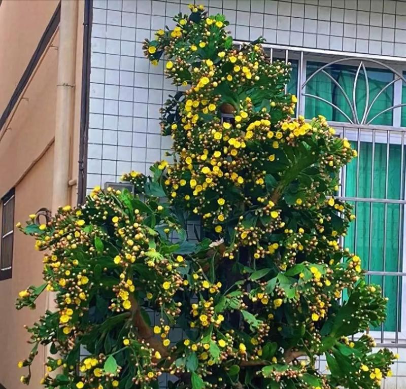 仙人树有毒吗？如何安全地在室内养护？（掌握正确姿势，享受仙人树带来的美好）