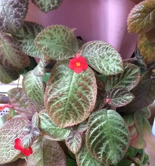 北面卧室花卉养殖秘籍（如何选择适合北面卧室的花卉，让卧室更美丽舒适？）
