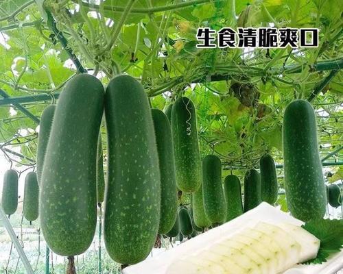 详解冬瓜生长周期（探究冬瓜生长周期的关键因素）