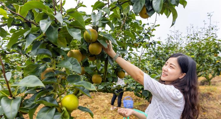 梨的采摘季节及成熟时间（梨的生长与成熟周期、不同品种的采摘时间）