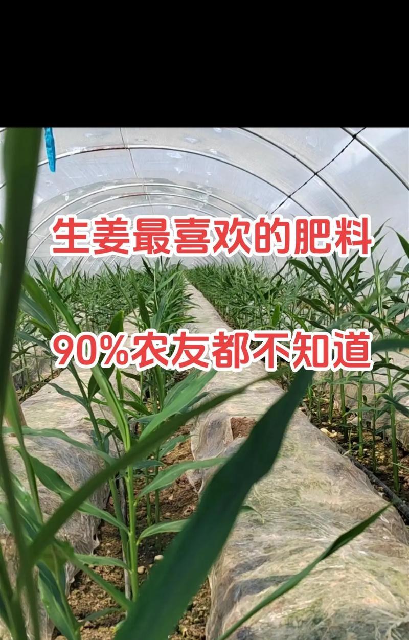 揭秘生姜的生长周期，从生长环境到收获的全过程！