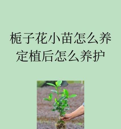 水养栀子花的家庭养法（轻松养活栀子花，打造花园中的独特风景）