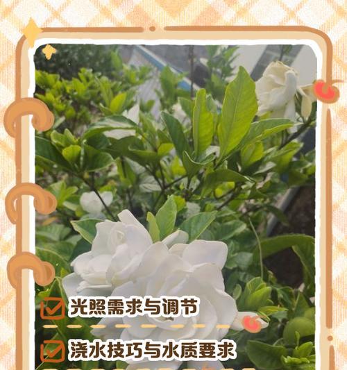 水养栀子花的家庭养法（轻松养活栀子花，打造花园中的独特风景）