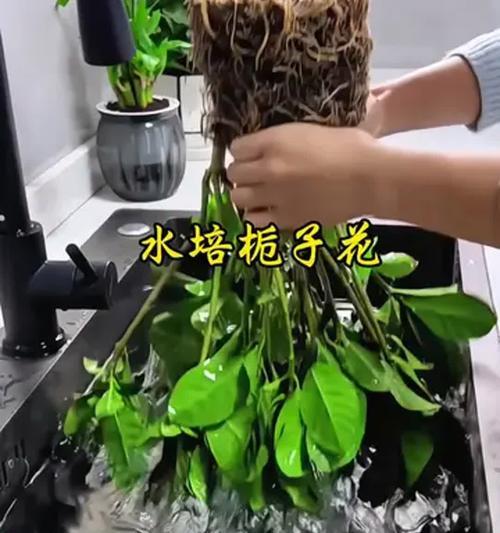 水养栀子花的家庭养法（轻松养活栀子花，打造花园中的独特风景）