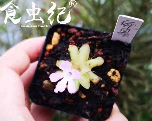 世界上那些能吃的花（探索美食世界的另一种味道）