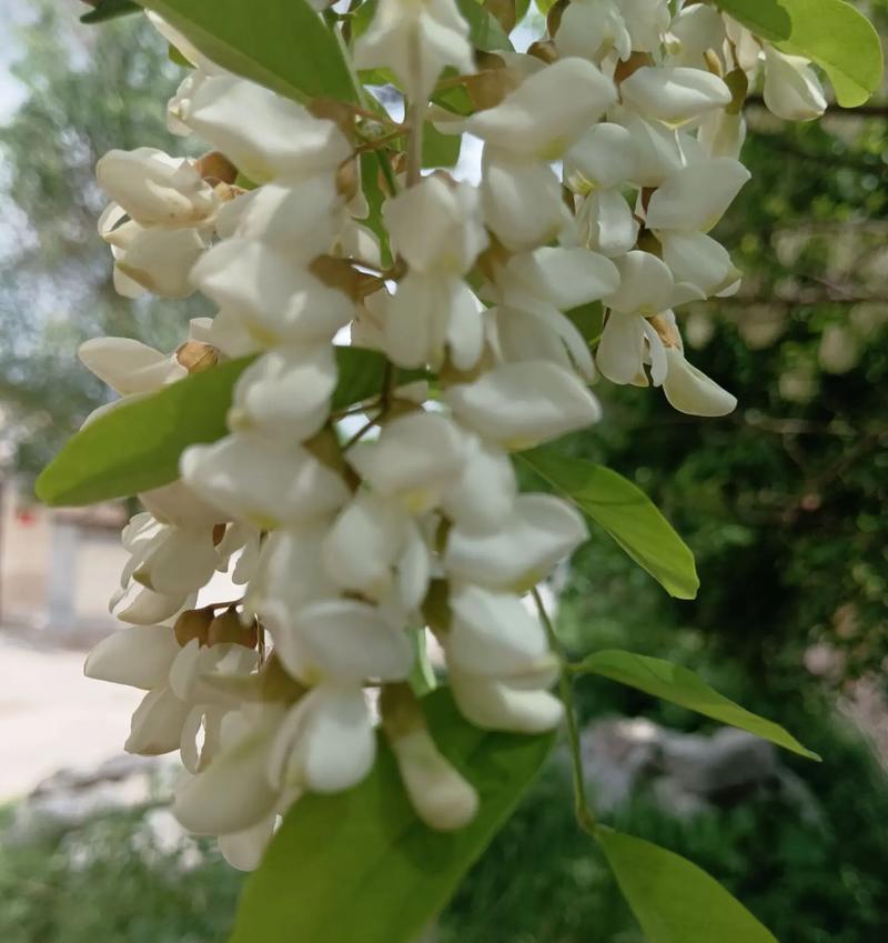 世界上那些能吃的花（探索美食世界的另一种味道）