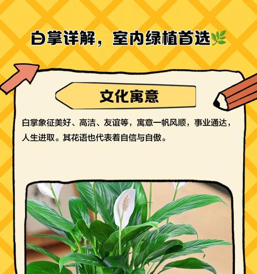 白掌是不是适合晒太阳？（白掌晒太阳的优缺点和注意事项）