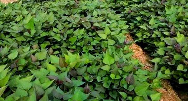 甘薯，一种营养丰富的根茎植物（种植、品种、营养价值、食用方法等详解）