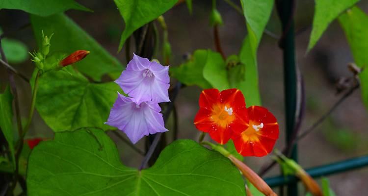 甘薯，一种营养丰富的根茎植物（种植、品种、营养价值、食用方法等详解）