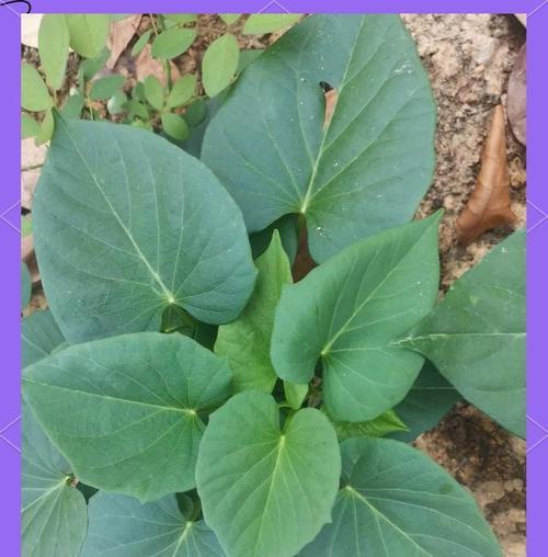 甘薯，一种营养丰富的根茎植物（种植、品种、营养价值、食用方法等详解）