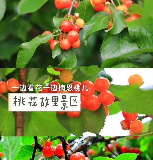 寻找樱桃的原乡（探访樱桃生长的地域文化）