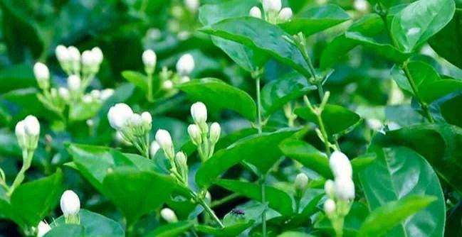 如何养护素馨花？（素馨花的养殖方法和注意事项）